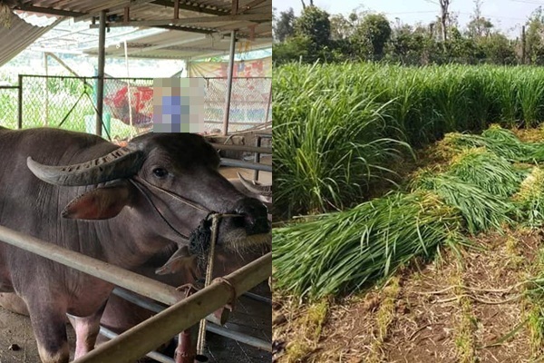 Nông dân Chang A Chao thoát nghèo nhờ nuôi trâu sinh sản