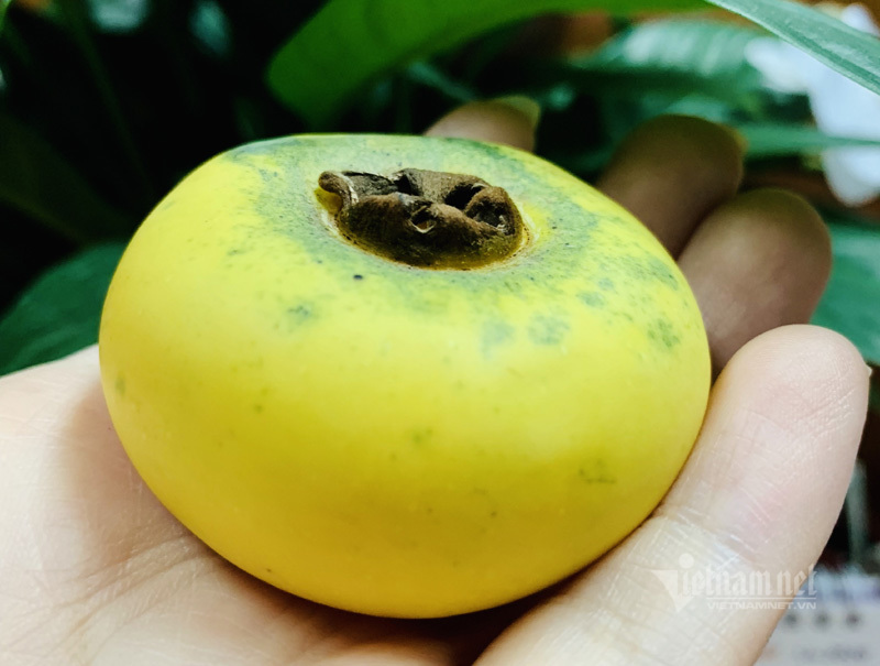 Loại quả cổ tích vàng ươm thơm lừng, ngày bán cả tạ lãi tiền triệu