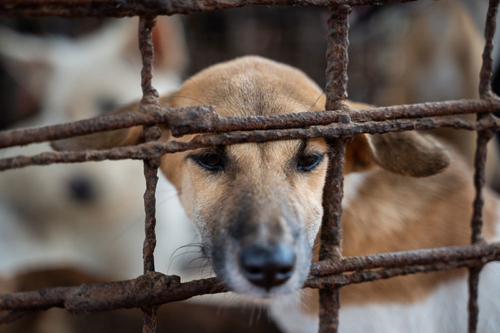 Campuchia mỗi năm giết thịt hơn 3 triệu con chó