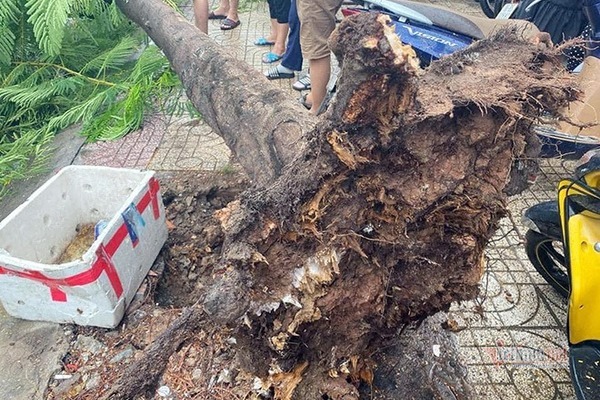Cây phượng bật gốc đổ ập trên đường Sài Gòn, lộ phần rễ trơ trụi