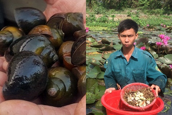 Độc đáo nghề nuôi ốc bươu đen ở Nghệ An