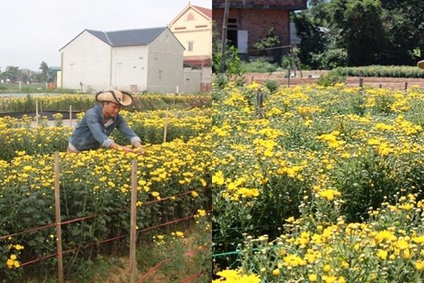 Thuê đất trồng hoa cúc, anh Nam đã vươn lên thoát nghèo thành công