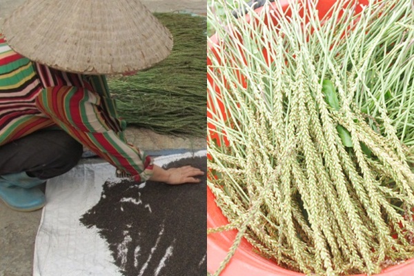 Mã đề: Cây giảm nghèo bền vững cho hàng chục nông dân ở Hưng Yên