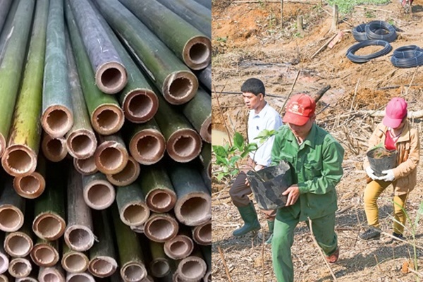 Dân miền núi ở Thanh Hóa thoát nghèo nhờ cây nứa, cây vầu