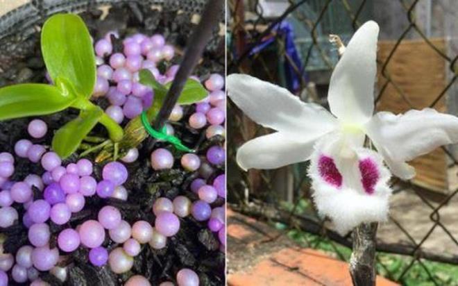 Giới chơi lan chia rẽ sau lùm xùm 'chiêu trò thổi giá' lan đột biến tiền tỷ