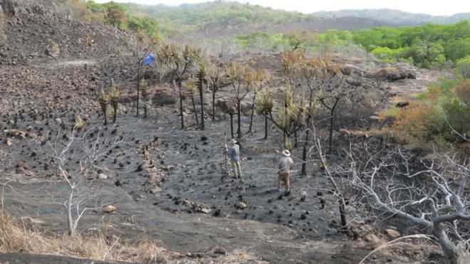 Indigenous Australians 'farmed bananas 2,000 years ago'