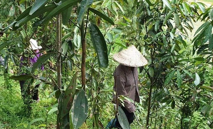 Cảm thấy cuộc sống khá hơn, 83 hộ dân Kon Tum làm đơn xin thoát nghèo