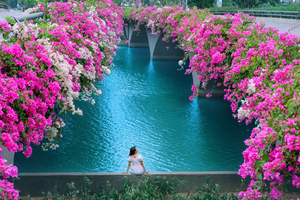 ‘Cực phẩm’ cầu hoa giấy đẹp như tiên cảnh ở Ecopark