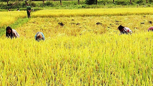 Đưa lúa nước về bản, bà con Vân Kiều không còn lo đứt bữa