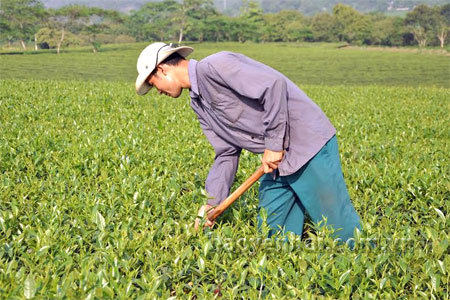 Bà con ở Văn Chấn có cuộc sống khấm khá là nhờ cây chè