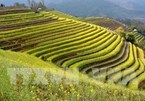 Mu Cang Chai among world’s 50 most beautiful places