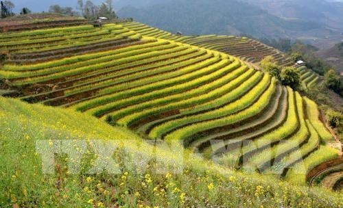 Yen Bai to host Mu Cang Chai Terraced Field Festival