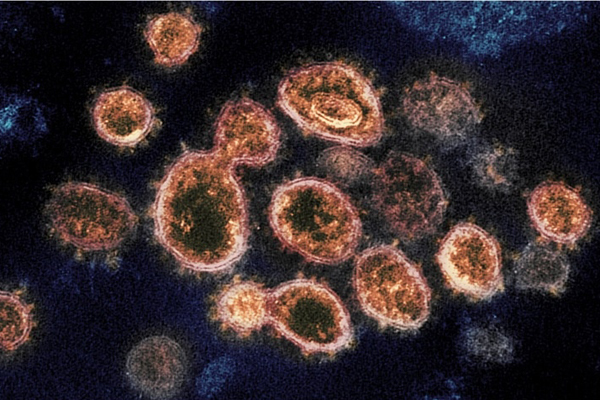 Đã có kết quả nguồn gốc virus gây Covid-19 ở Hải Dương