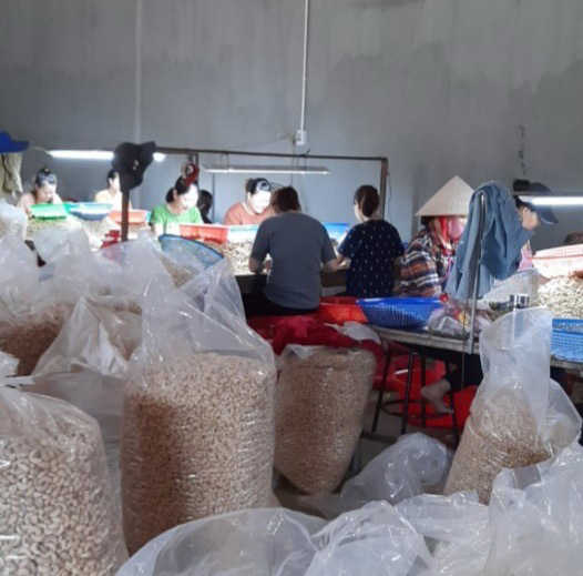 VN cashew industry in distress as demand falls