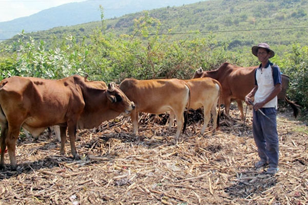 Bình Thuận: Nhiều hộ nghèo đã nỗ lực vươn lên thoát nghèo bền vững