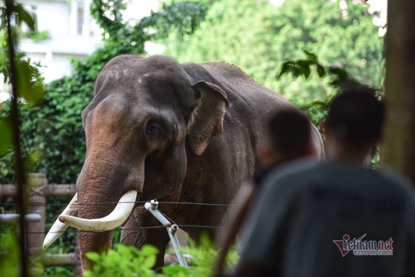 Inside the Saigon Zoo after receiving VND2.5bil. donations