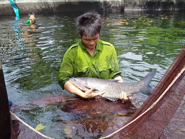 Bí quyết nuôi những con cá khổng lồ của nông dân 9X cất bằng đại học, bỏ lương cao