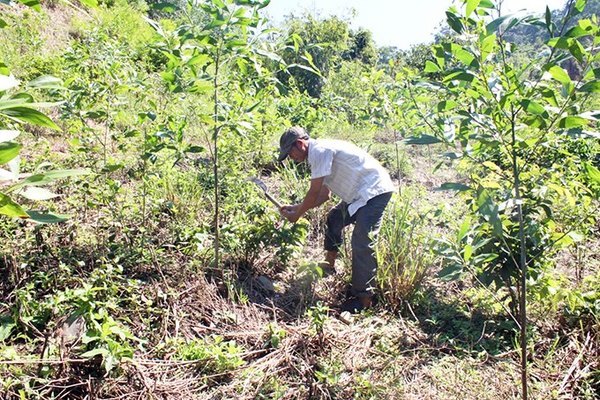 Khánh Sơn: Bảo vệ rừng nhằm bảo vệ môi trường, nâng cao sinh kế cho người dân