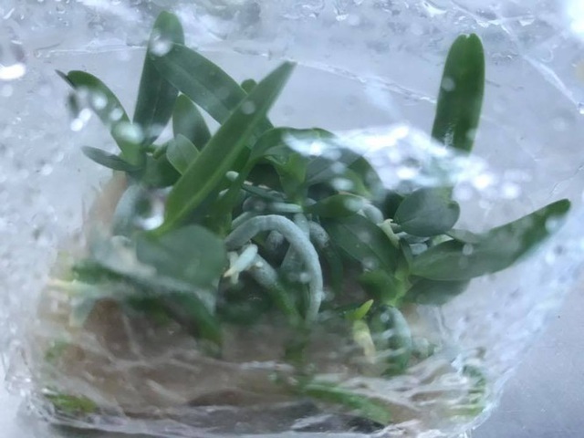 Cảnh báo nhận 'quả đắng' trong cơn sốt lan đột biến bạc tỷ