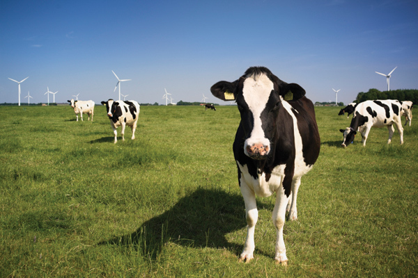 Cách bảo vệ môi trường đặc biệt của ngành sữa Mỹ