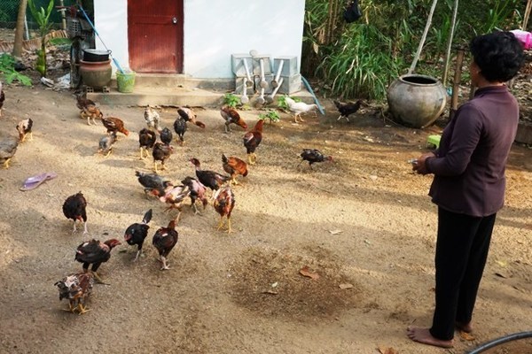 Trà Cú: Đa dạng hóa sinh kế và nhân rộng mô hình giảm nghèo
