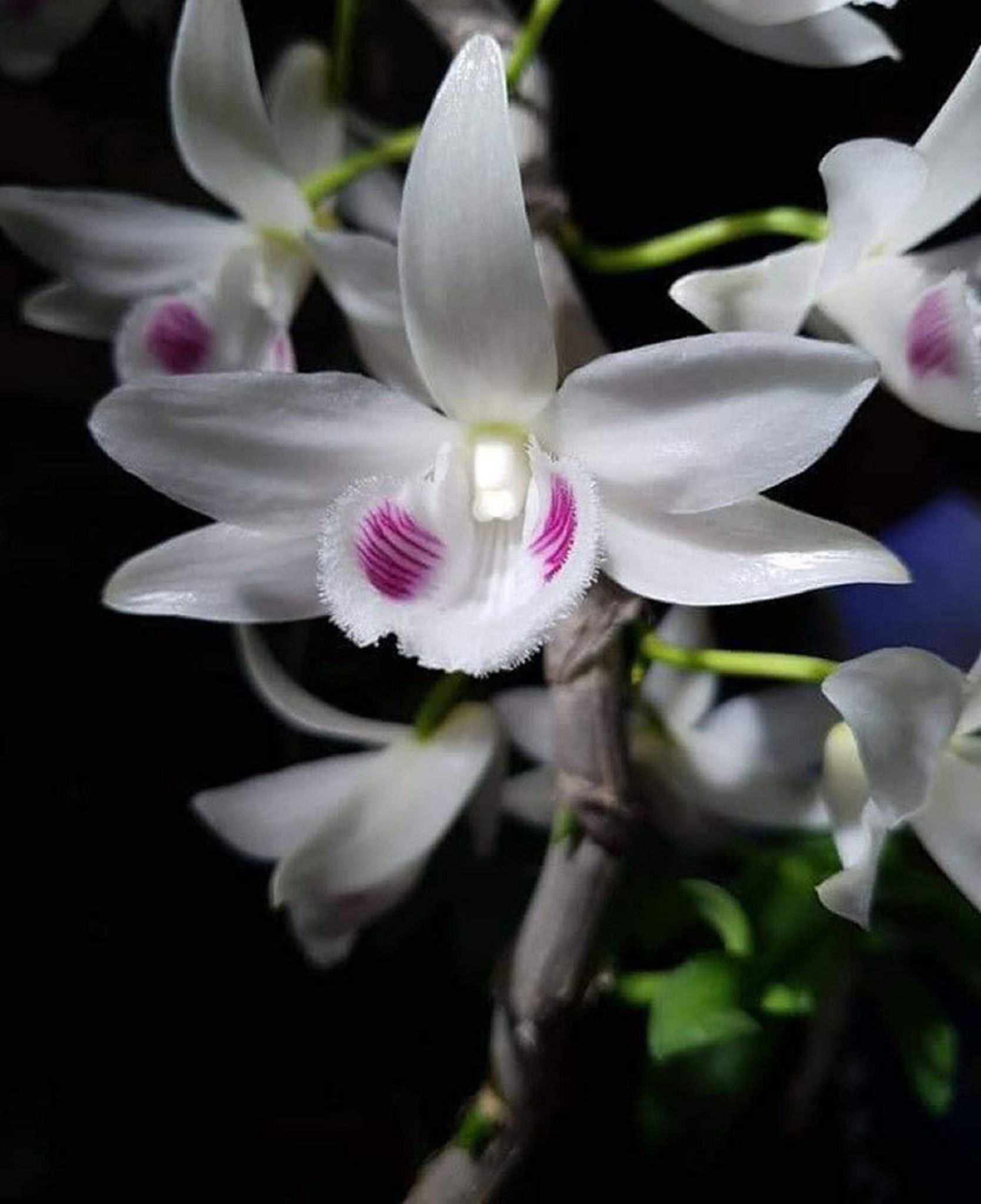 Cập nhật với hơn 82 ảnh hoa lan đẹp nhất mới nhất - thtantai2.edu.vn