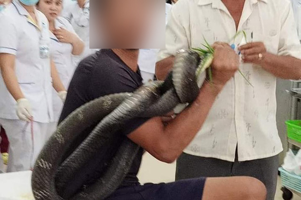 Tay Ninh: man bitten by 3m-long cobra survives