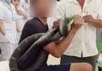 Người đàn ông đi cấp cứu với rắn hổ mang chúa quấn quanh tay