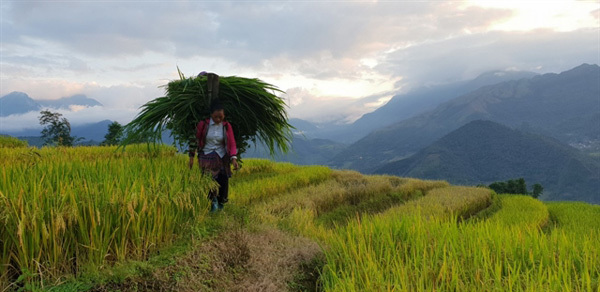 Harvest season begins in the mountains of Y Ty Commune