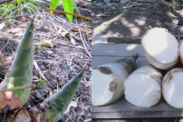 Nông dân Lạng Sơn thoát nghèo nhờ trồng tre lấy măng