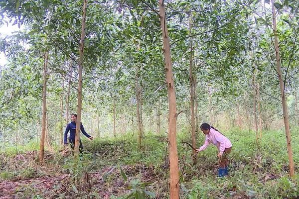 Bắc Trà My vươn lên thoát nghèo nhờ trồng rừng