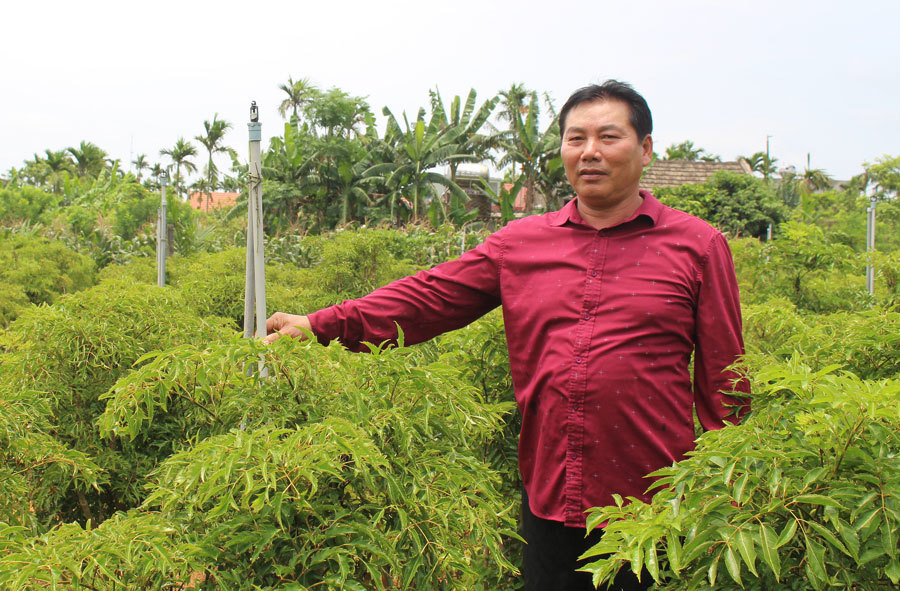 Trồng hàng vạn cây 'sâm người nghèo' mà thành đại gia của làng