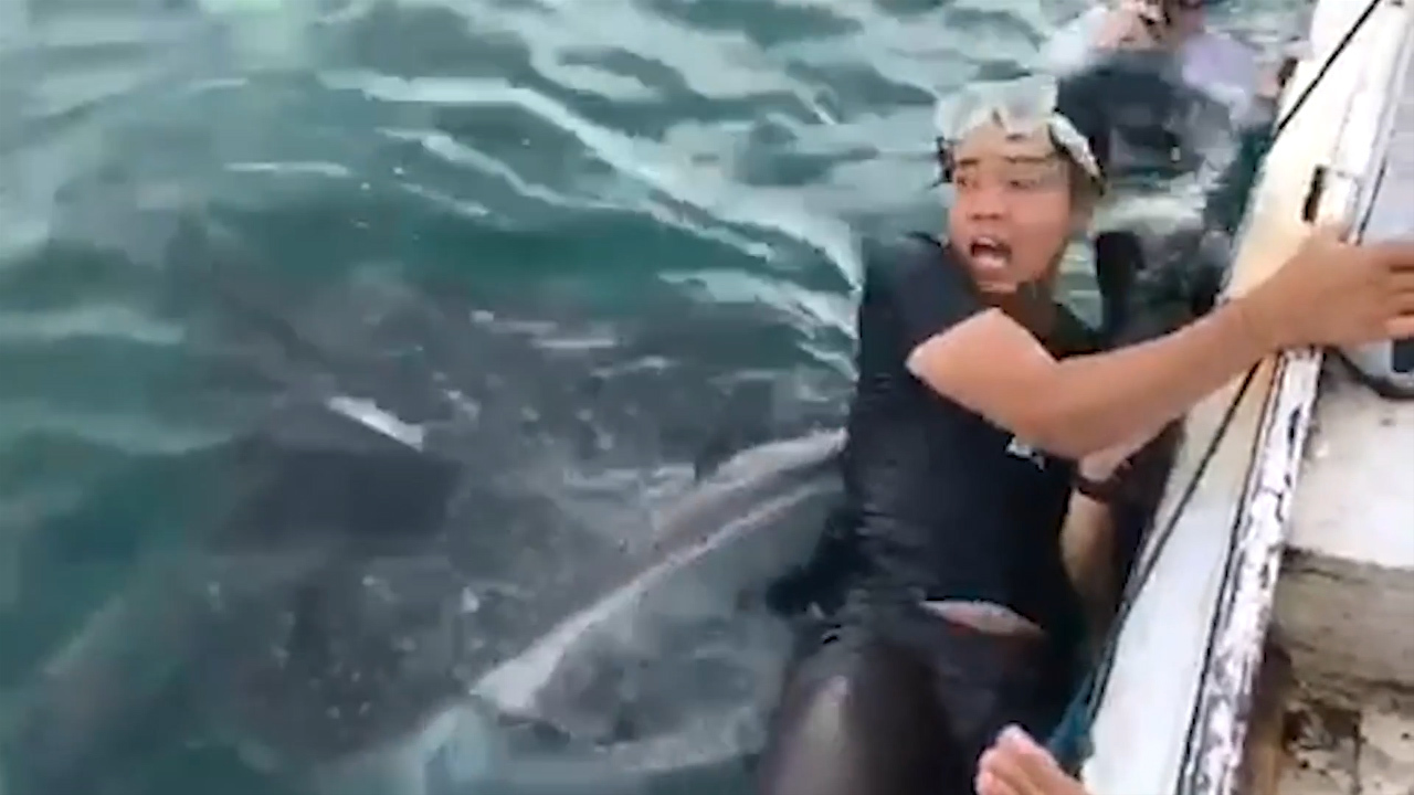 Du khách lặn biển khiếp sợ trước hàm cá mập voi