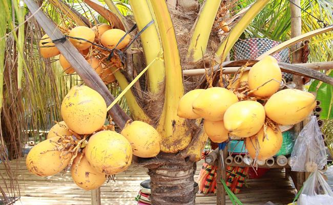 Độc đáo giống quả 2 màu ở Việt Nam cho nước ngọt lừ
