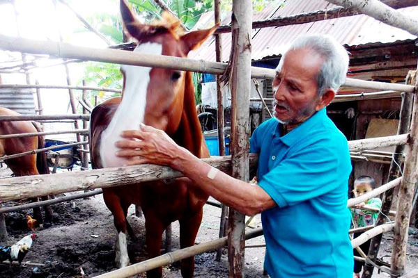 Kết buồn 'vua ngựa' Năm Gò Công: Cùng chiến mã sống rìa nghĩa trang Sài Gòn