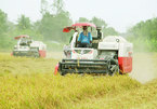 Surpassing Thailand, Vietnam becomes No 2 rice exporter in the world