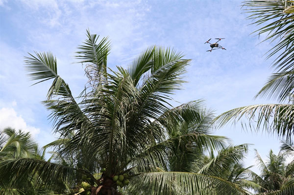 Country's main coconut area attacked by pest that appears for first time in province