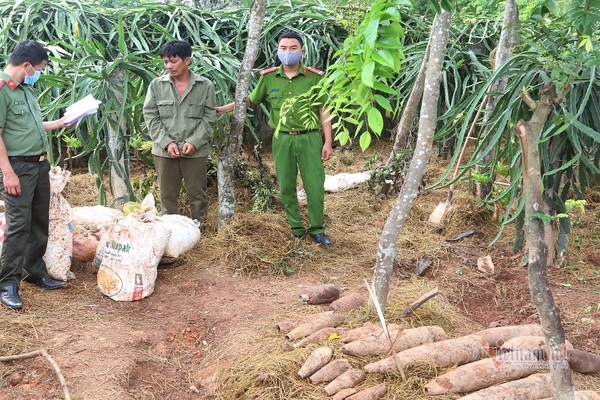 Bí mật kho thuốc nổ, đầu đạn và bom bi trong vườn thanh long