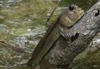 Strange things in Mekong Delta: ‘monster’ fish, red bamboo and purple guava