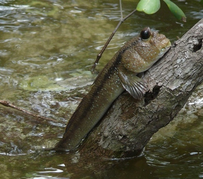 Strange things in Mekong Delta: ‘monster’ fish, red bamboo and purple guava