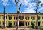 Trường cấp 2 ở Nghệ An chặt trụi hàng loạt cây xanh