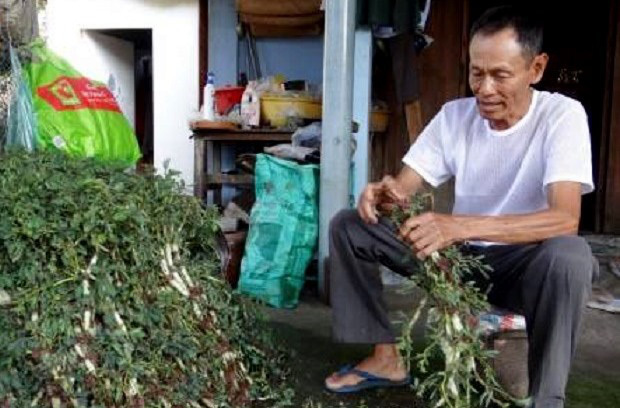 35 năm trồng cây rau dại toàn thân đeo phao trắng, ngày nào cũng cắt bán nửa tạ, bỏ túi 1 triệu