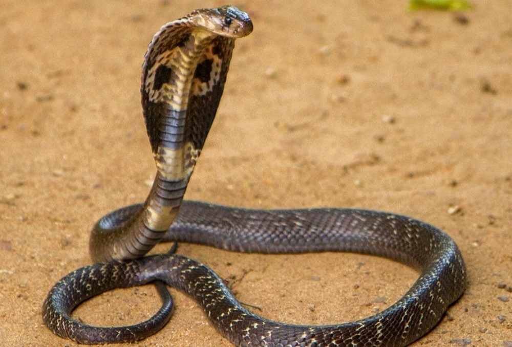 Bác sĩ hướng dẫn cách xử trí khi bị rắn độc cắn