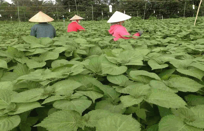 Trồng rau 'thức' cả ngày lẫn đêm, nông dân Đồng Nai hái lá bán sang Hàn Quốc thu tiền tỷ