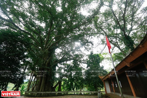 The heritage banyan at a sacred temple