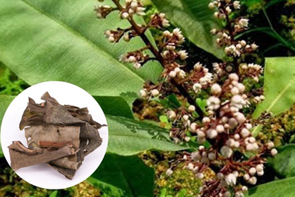Kacip Fatimah - thảo mộc quý cho phái đẹp