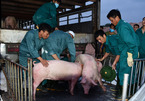 100,000 pigs imported from Thailand within two months, pork price falls