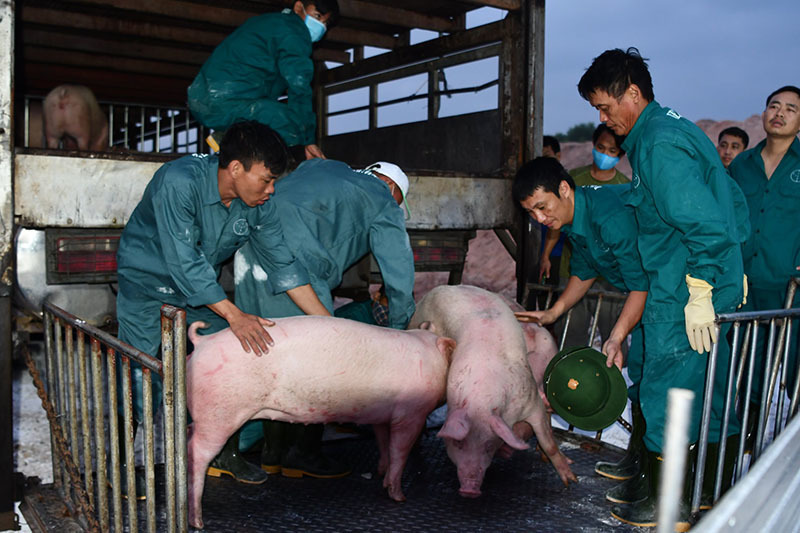 100,000 pigs imported from Thailand within two months, pork price falls
