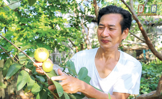 Hé lộ bất ngờ về 'báu vật' của làng là thứ trái đặc sản quý hiếm này đây