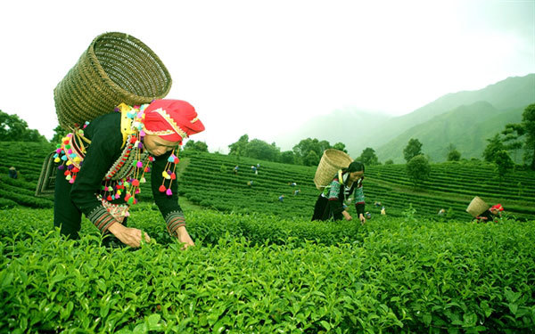 Lai Chau develops community tourism